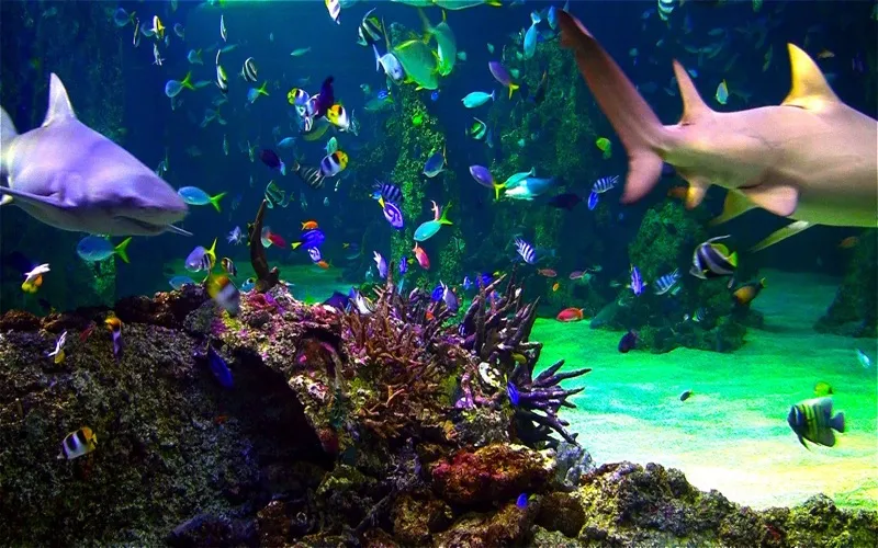 Aquarium Live HD screensaver screenshot 4