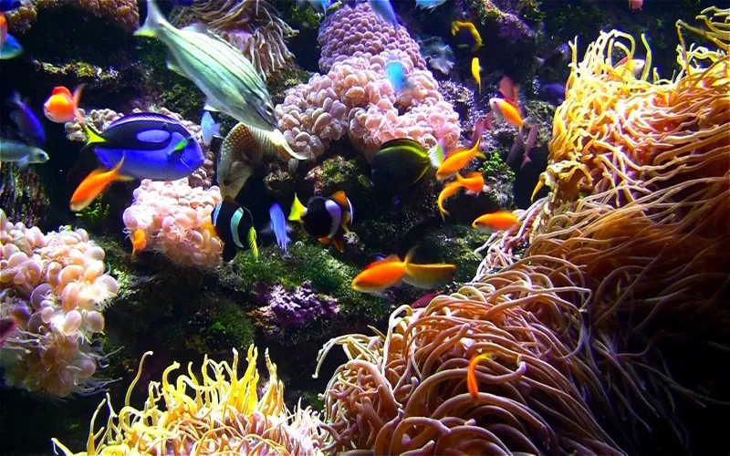 Aquarium Live HD screensaver screenshot 5