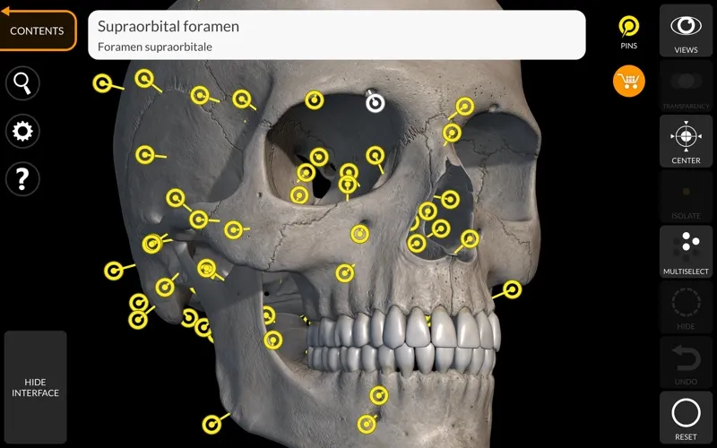 Skeleton 3D Anatomy screenshot 1