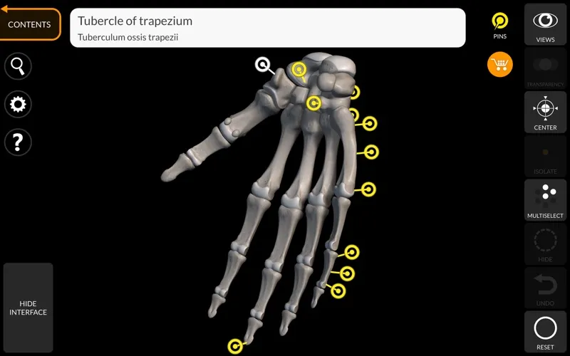 Skeleton 3D Anatomy screenshot 4
